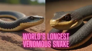 World’s Longest Venomous Snake